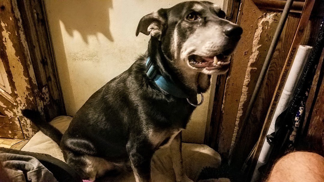Reference photograph of Sherman's dog, a dark brown dog sitting indoors.